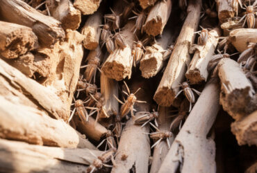 Wood Boring Beetles in Roof